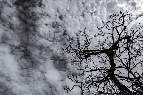 Silhouette dead tree on dark dramatic sky and white clouds. Death, lament, sa 스톡 사진