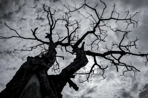Silhouette dead tree on dark dramatic sky and white clouds. Death, lament, sa Stock-Fotos