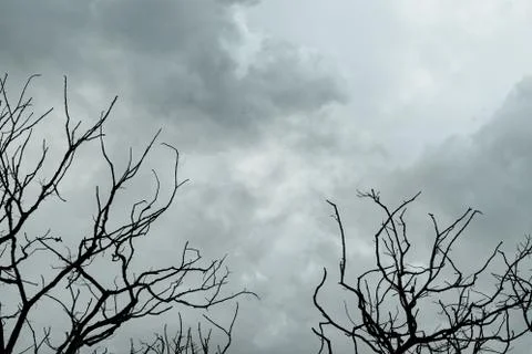 Silhouette dead tree on dark dramatic sky and gray clouds. Dark sky and dead  Foto stock