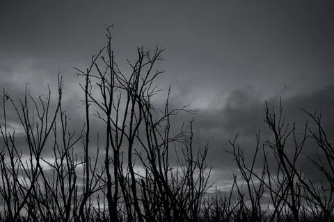 Silhouette dead tree on dark dramatic sky and gray clouds. Dark sky and dead  Foto stock