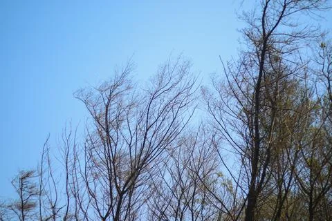 Silhouette dead tree on dark dramatic sky and blue clouds Stock Photos