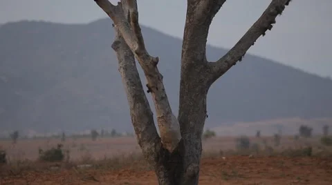 Silhouette of a dead tree Stock Footage 50297451