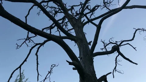 Silhouette of dead tree Video stock 91193431