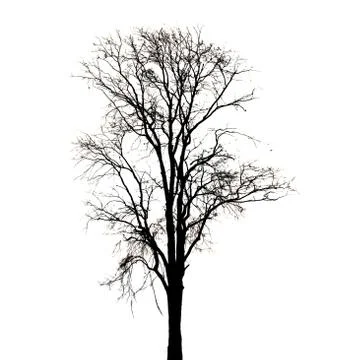 Silhouette of dead tree. Foto stock
