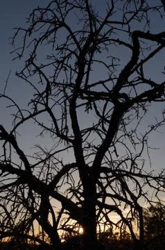 Silhouette of a dead tree Stock Photos