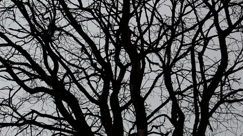 Silhouette of a dead tree reflected in the water Creepy scene Stock Footage 122561136
