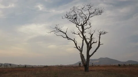 Silhouette of a dead tree with a sunset in the background Stock Footage 50344618