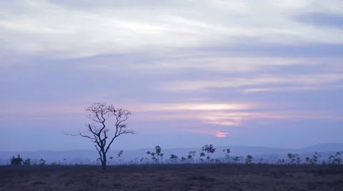 Silhouette of a dead tree with a sunset in the background Stock Footage 50344620