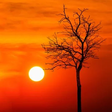 Silhouette dead tree at sunset Foto stock