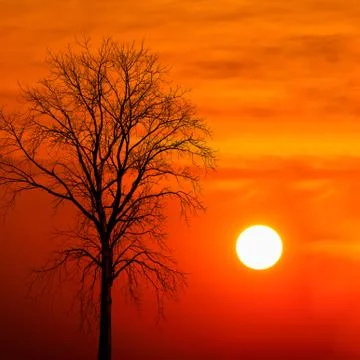 Silhouette dead tree at sunset Stock Photos