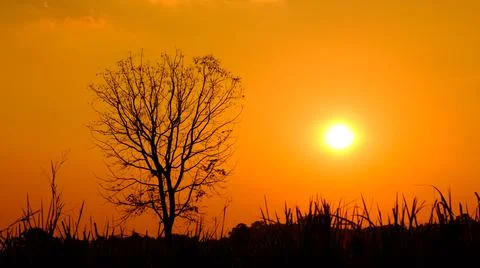 Silhouette dead tree with sunset Stock Photos