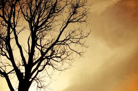 Silhouette of dead tree without leave Fotos de archivo