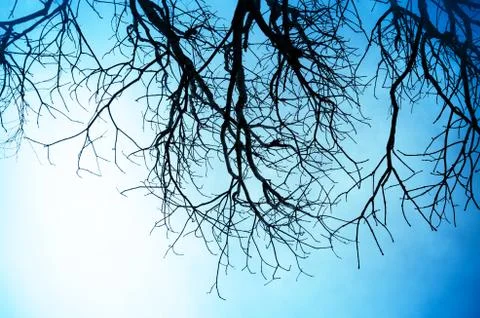 Silhouette of dead tree without leave Stock Photos