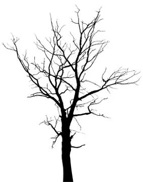Silhouette of dead tree without leaves Stock Illustration