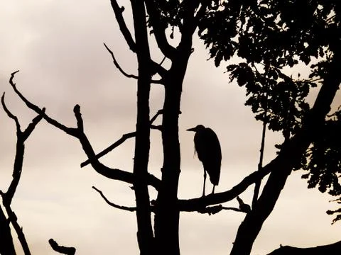 Silhouette of a deciduous tree in whose tangle of branches a marabou stands Stock Photos