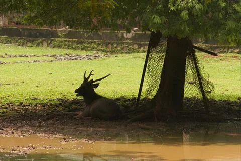 Silhouette of a deer Stock Photos