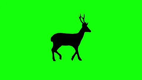 Silhouette deer walking on green screen background. Stock Footage 335969547
