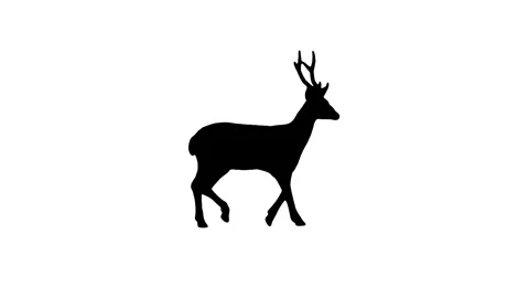 Silhouette deer walking on the white background. Stock Footage 335969540
