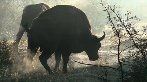 Silhouette of Defecating bison Stock-Footage 82834666