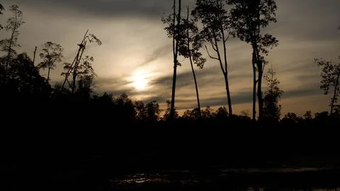 Silhouette Of A Dense Mangrove Forest Ecosystem Against The Background Stock Photos
