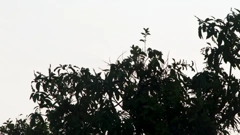 Silhouette Of Dense Tree Leaves Against Bright White Sky Background Stock Footage 344735906