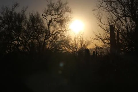 Silhouette Of Desert Thicket Stock Photos