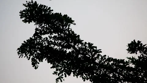 Silhouette Of Diagonal Tree Leaves Branch Against Pale Twilight Sky Backgroun Stock Footage 344737800