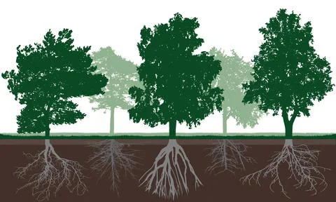 Silhouette of different deciduous trees with green crown and root system in s Stock Illustration