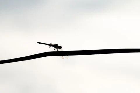 Silhouette dragonfly Foto stock