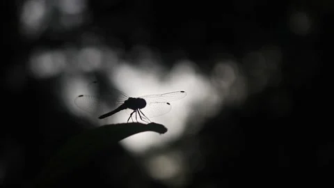 Silhouette of dragonfly resting on leaf in wilderness during sunset,close Stock Footage 160237641
