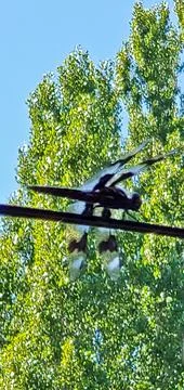 Silhouette of Dragonfly Resting on Outdoor String Lights Against Sunlit Tre.. Stock Photos