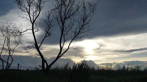 Silhouette of dried tree with Clouds in the sky Stock Footage 154879530