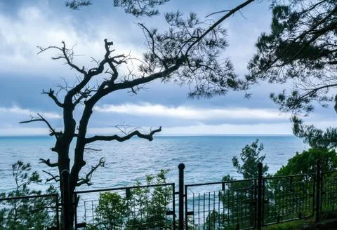 Silhouette of dried tree, cloudy Stock Photos
