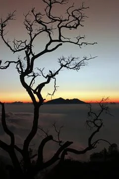 Silhouette of dried tree Foto stock