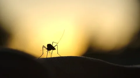 Silhouette of drinking and flying Aedes mosquitos on bokeh light. Slow mo Stock Footage 109503209