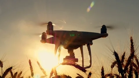 Silhouette of drones. Flight at sunset in a wheat field Stock Footage 77824578