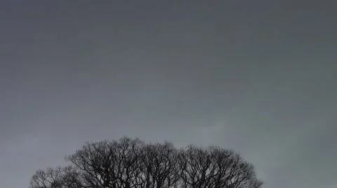 Silhouette dry tree 스톡 동영상 40446949