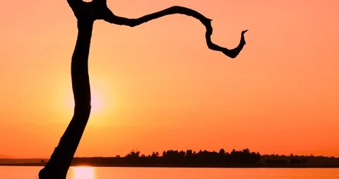 The silhouette of dry tree at sunset, Stock Footage 119994180
