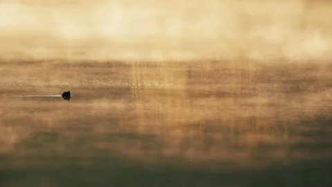 Silhouette of a duck at sunrise. Romantic pattern. Stock Footage 126579648