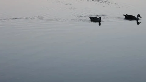 Silhouette of Ducks Crossing the Gradient Colored Water Surface Vídeo Stock 335194084