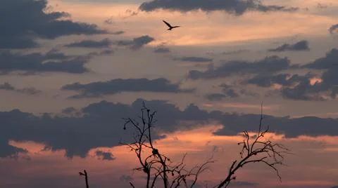 Silhouette of an eagle during sunset against a background of dry trees Foto stock