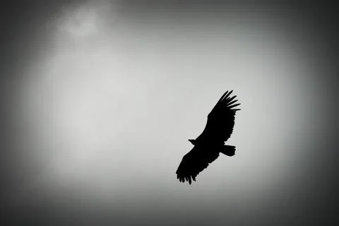 Silhouette of an eagle in flight with wings spread 스톡 사진