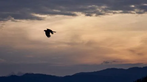 Silhouette of an Eagle Flying at Sunset with a Cloudy Sky Foto stock
