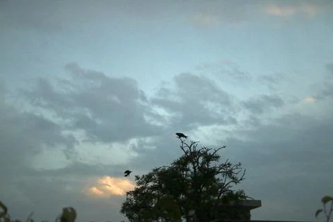 Silhouette of eagle sitting on the tree 写真素材