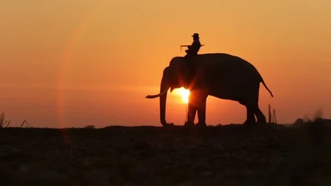 Silhouette elephant on the field Stock Footage 73046638