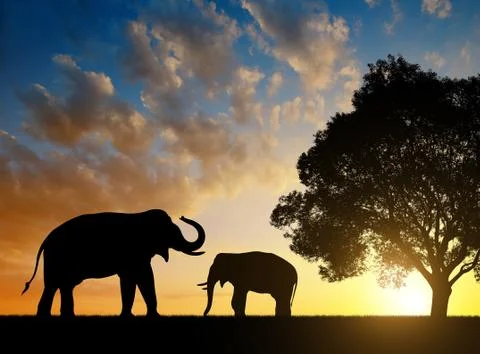 Silhouette elephants Stock Illustration