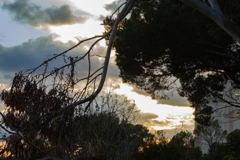 Silhouette of eucalyptus and pine tree branches against golden sunset sky Stock Photos