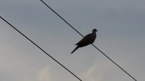 Silhouette of Eurasian collared dove Stock Footage 320001149