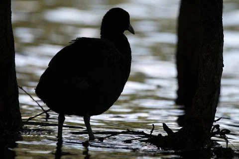 Silhouette of an eurasian coot Stock Photos