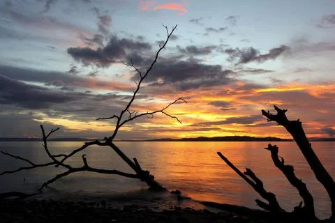 Silhouette of a fallen tree on the beach Stock Photos